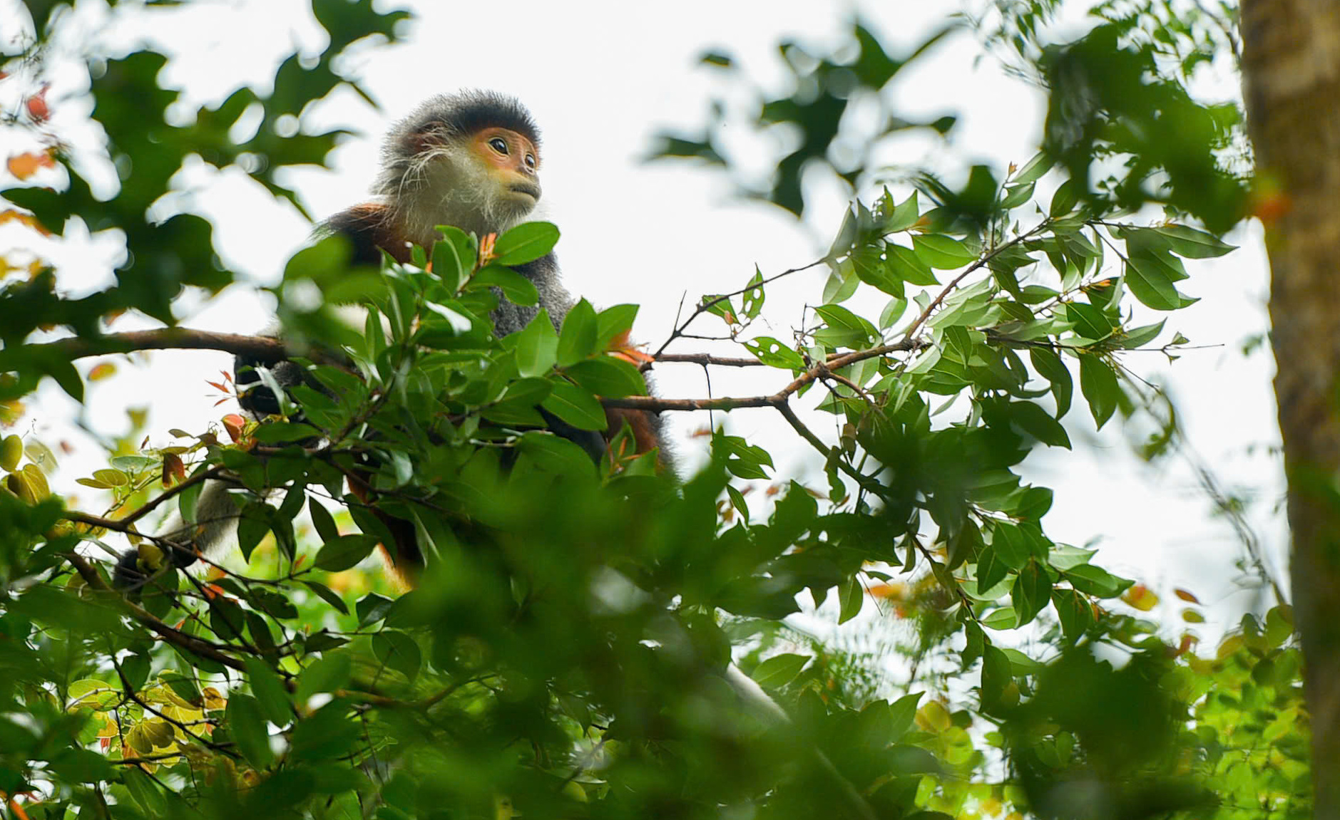 Phát triển bán đảo Sơn Trà thành biểu tượng du lịch sinh thái xanh tại Đà Nẵng - Ảnh 2. Phát triển bán đảo Sơn Trà thành biểu tượng du lịch sinh thái xanh tại Đà Nẵng - Ảnh 2.