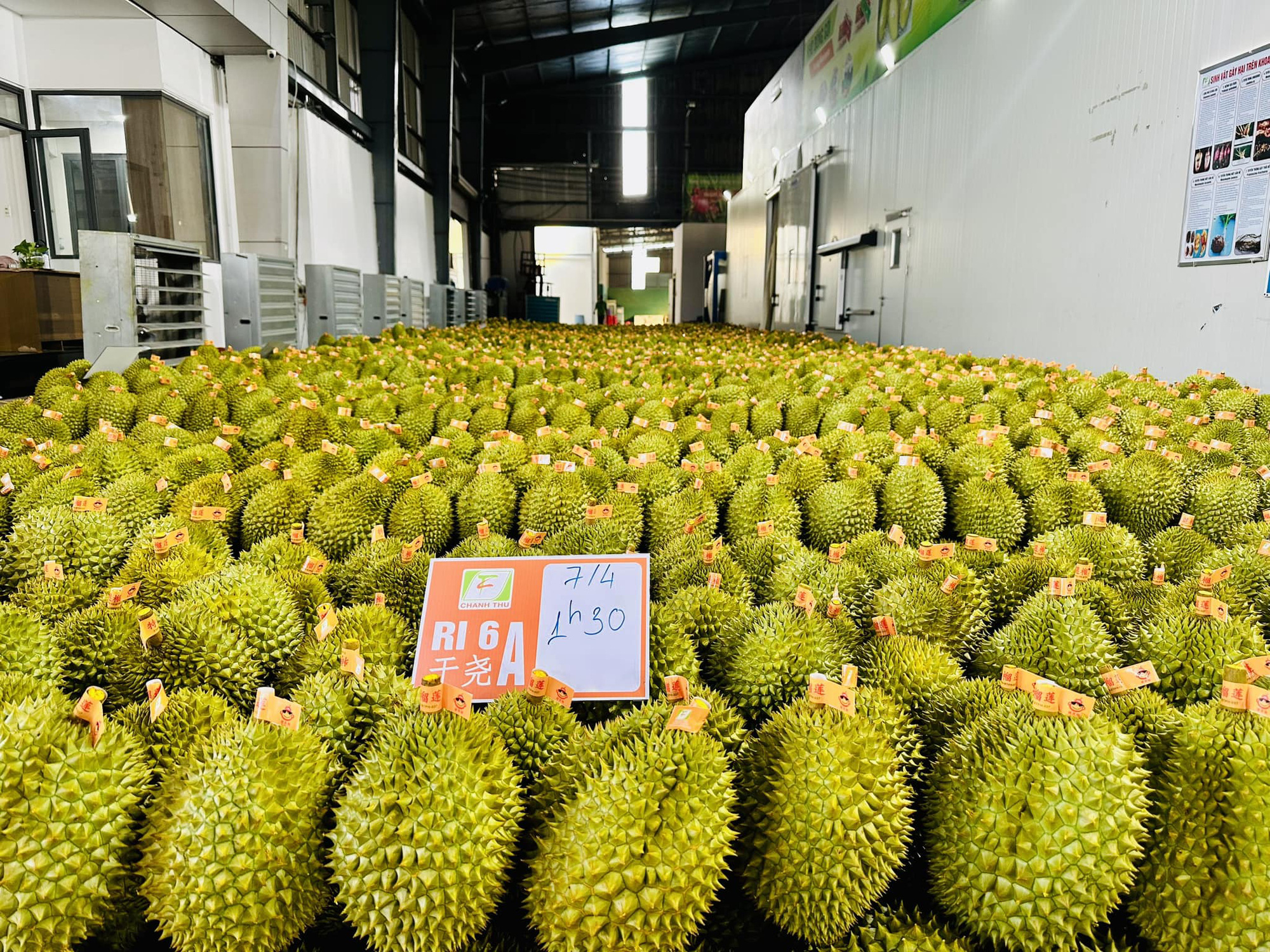 Phó thủ tướng yêu cầu làm rõ trách nhiệm việc để gián đoạn hoạt động kiểm nghiệm sầu riêng xuất khẩu - Ảnh 1.