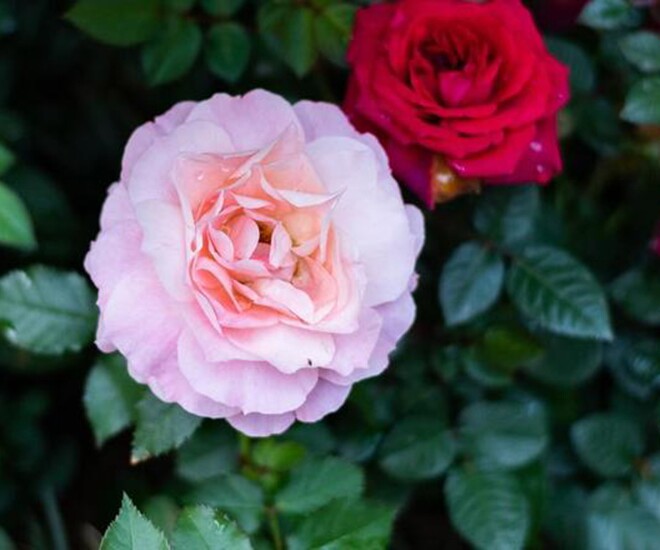 Quan hệ thân đến mấy cũng đừng dễ dàng nhận 3 loại quà tặng này: Đây không phải mê tín 1 Quan hệ thân đến mấy cũng đừng dễ dàng nhận 3 loại quà tặng này: Đây không phải mê tín - 1