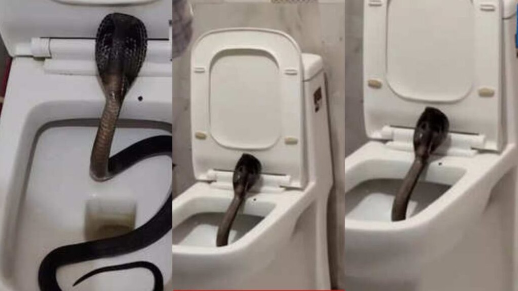 Rắn hổ mang dài 1,5m chui vào bồn cầu khách sạn Ấn Độ, du khách hoảng loạn - 1