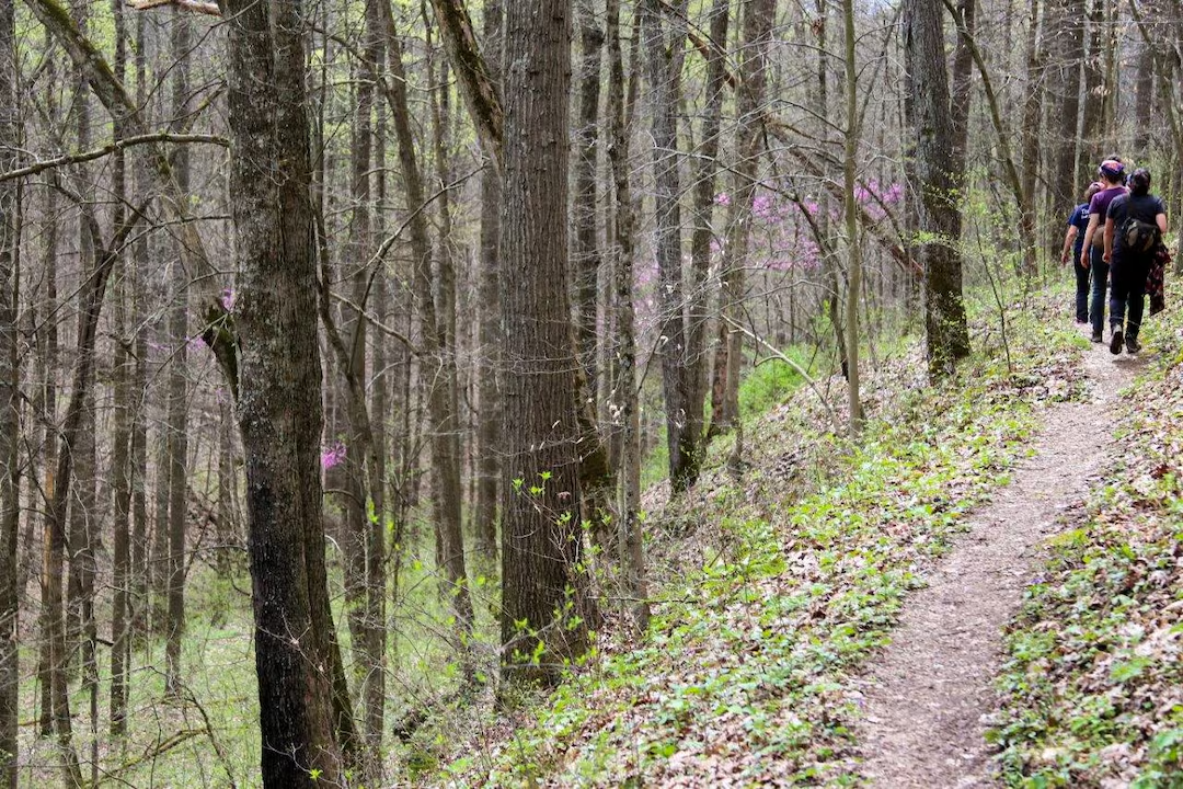 rừng quốc gia - Ảnh 1.