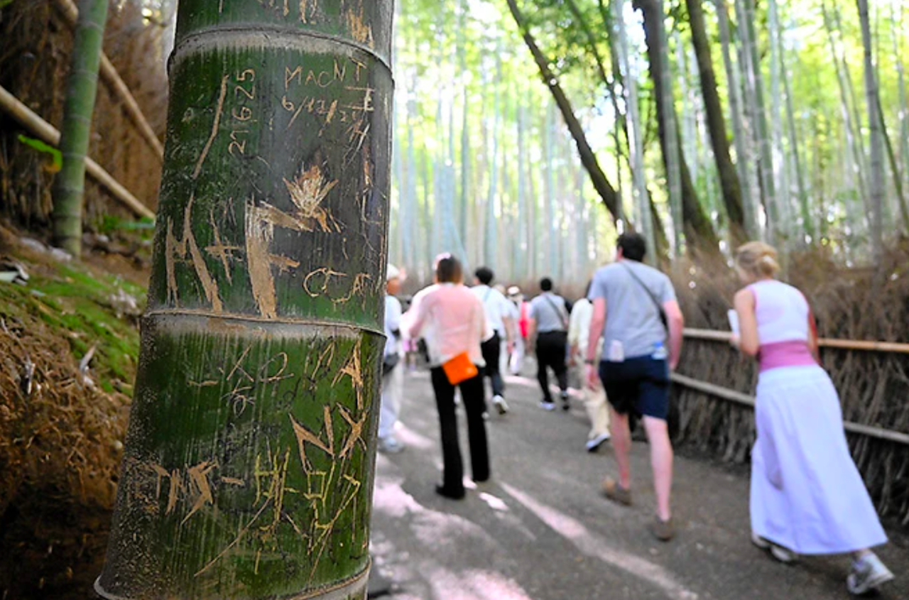 Rừng tre nổi tiếng Nhật Bản bị khắc chữ chi chít, có cả tiếng Việt- Ảnh 1. Rừng tre nổi tiếng Nhật Bản bị khắc chữ chi chít, có cả tiếng Việt- Ảnh 1.