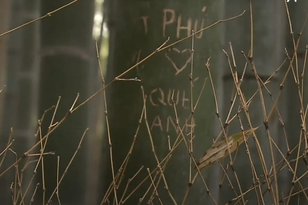 Rừng tre nổi tiếng ở Nhật Bản bị khắc chữ chi chít - 1