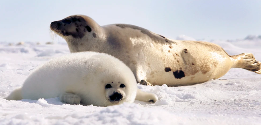 Sách Đỏ - Ảnh 1.