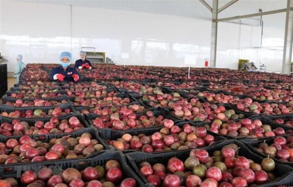 Chanh leo, xuất khẩu chanh leo của việt nam