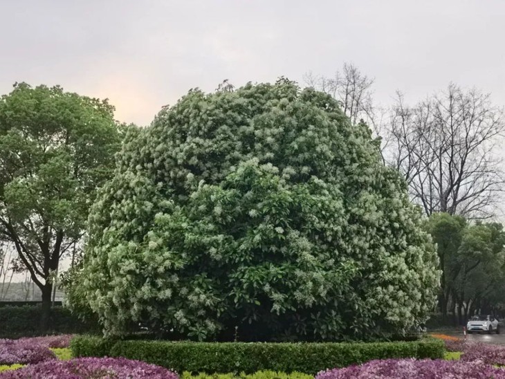 Sinh viên phàn nàn mùi hoa, nhà trường đề nghị 'hãy tha thứ cho mùi hương' - Ảnh 1.