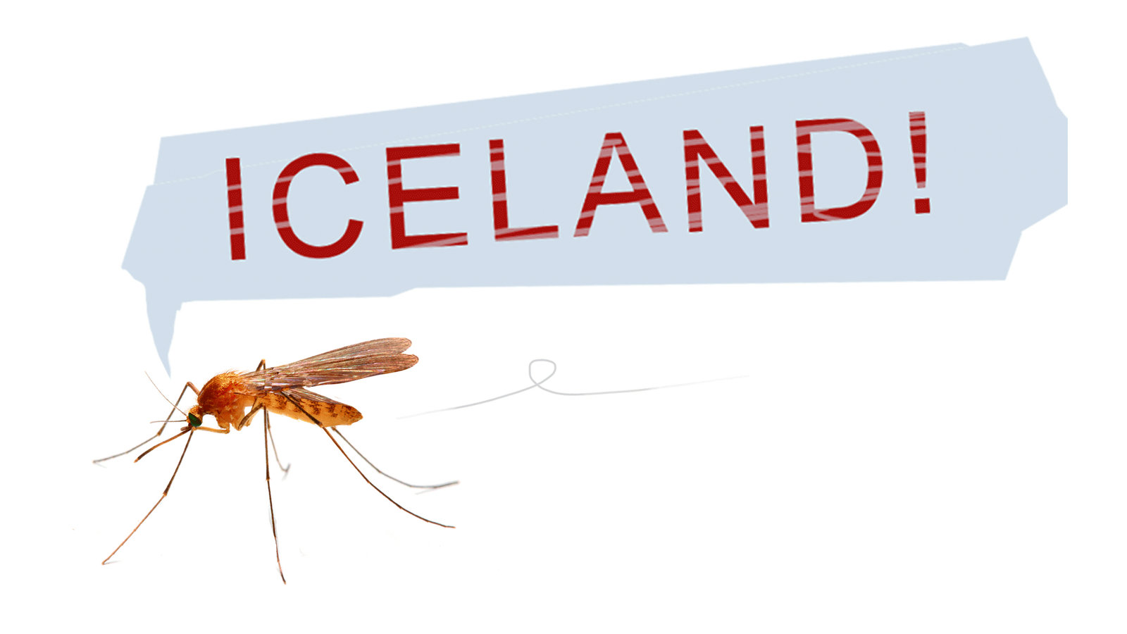 Sốc: Lần đầu phát hiện muỗi trong tự nhiên ở Iceland - Ảnh 1.