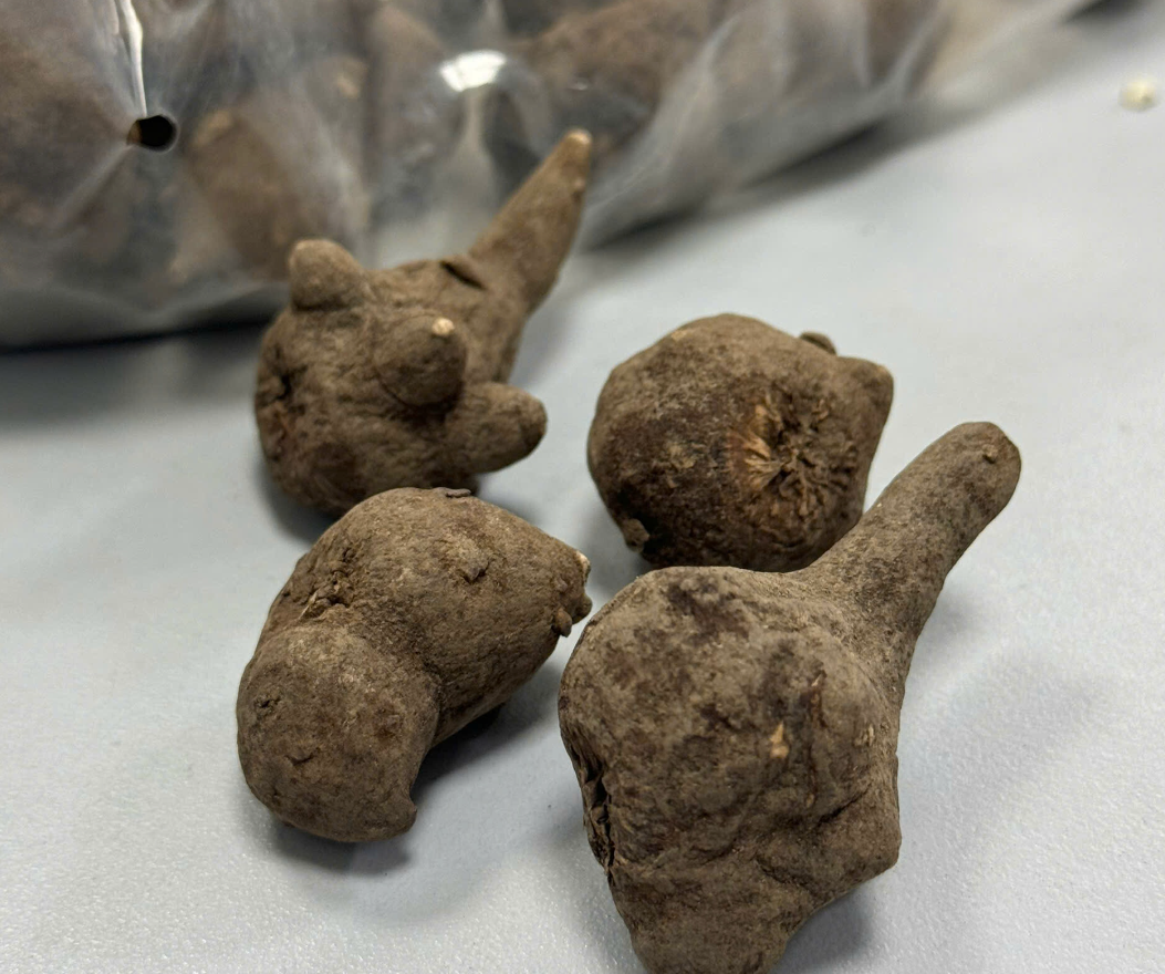 Suýt mất mạng vì uống củ ấu tàu chữa đau khớp - Ảnh 2. củ ấu tàu - Ảnh 2.