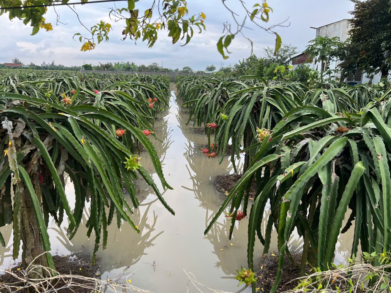 Tây Ninh có cảnh báo khẩn cấp về lũ - Ảnh 1.