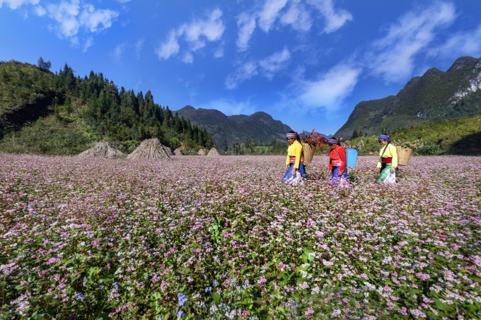 Mùa hoa tam giác mạch ở Hà Giang. Ảnh: Sở VHTTDL Hà Giang