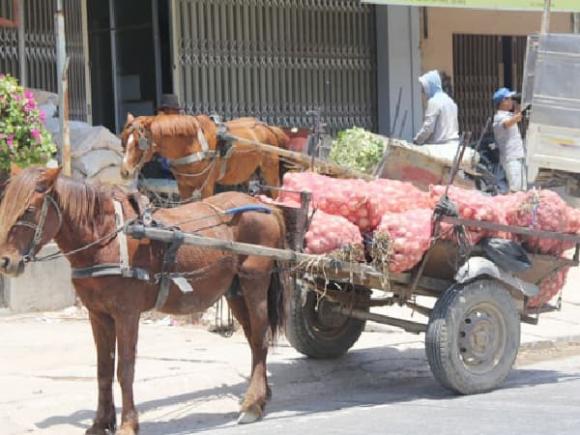 Để súc vật kéo xe mà không có người điều khiển, luật giao thông, kiến thức