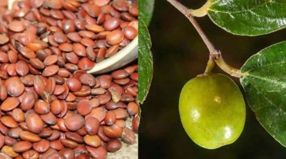 Táo nhân, công dụng của táo nhân