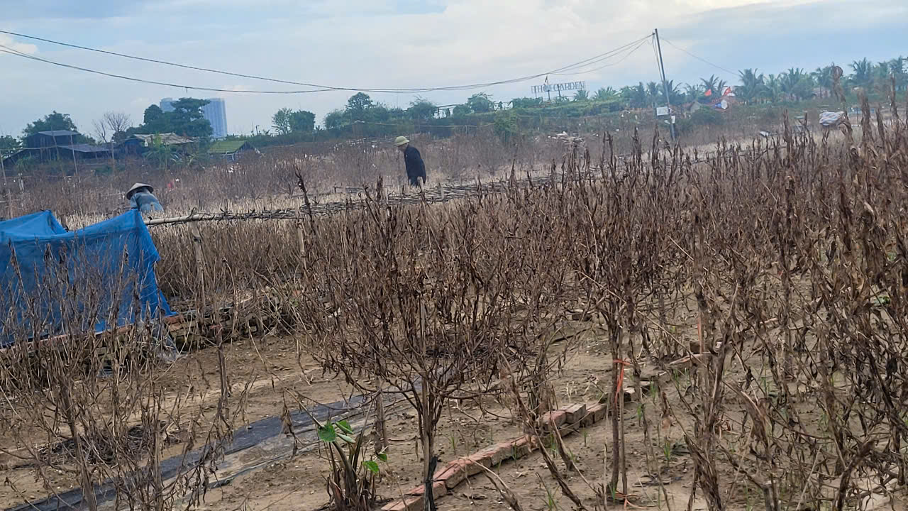 Thu phu dao quat Ha Noi lo mat Tet