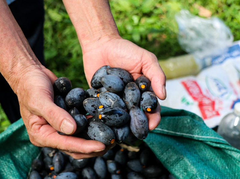 Quả trám không chỉ có giá trị về mặt dinh dưỡng, ẩm thực mà còn gợi lại ký ức tuổi thơ của nhiều người.