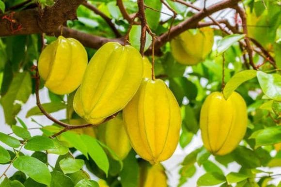 cây khế, trồng cây khế, cây khế trước nhà