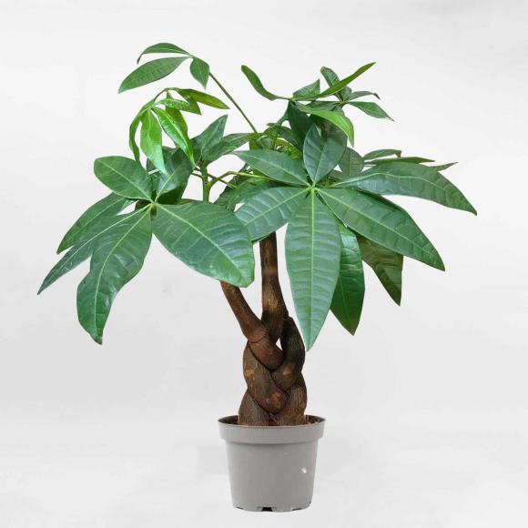 Cây phong thuỷ, cây kim ngân