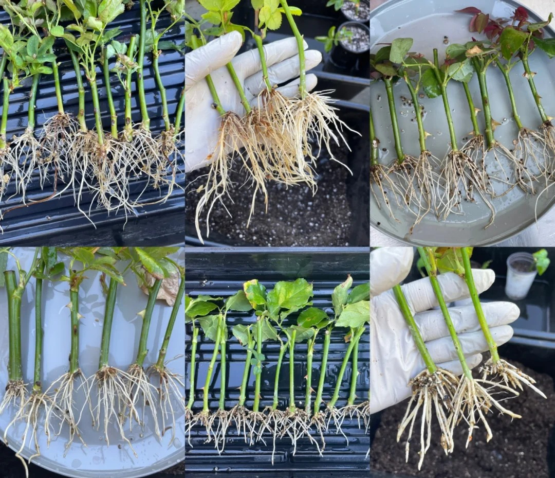 Trồng giâm cành hoa hồng thành công cho người mới: Dùng cành già dễ ra rễ hơn bạn nghĩ- Ảnh 1.