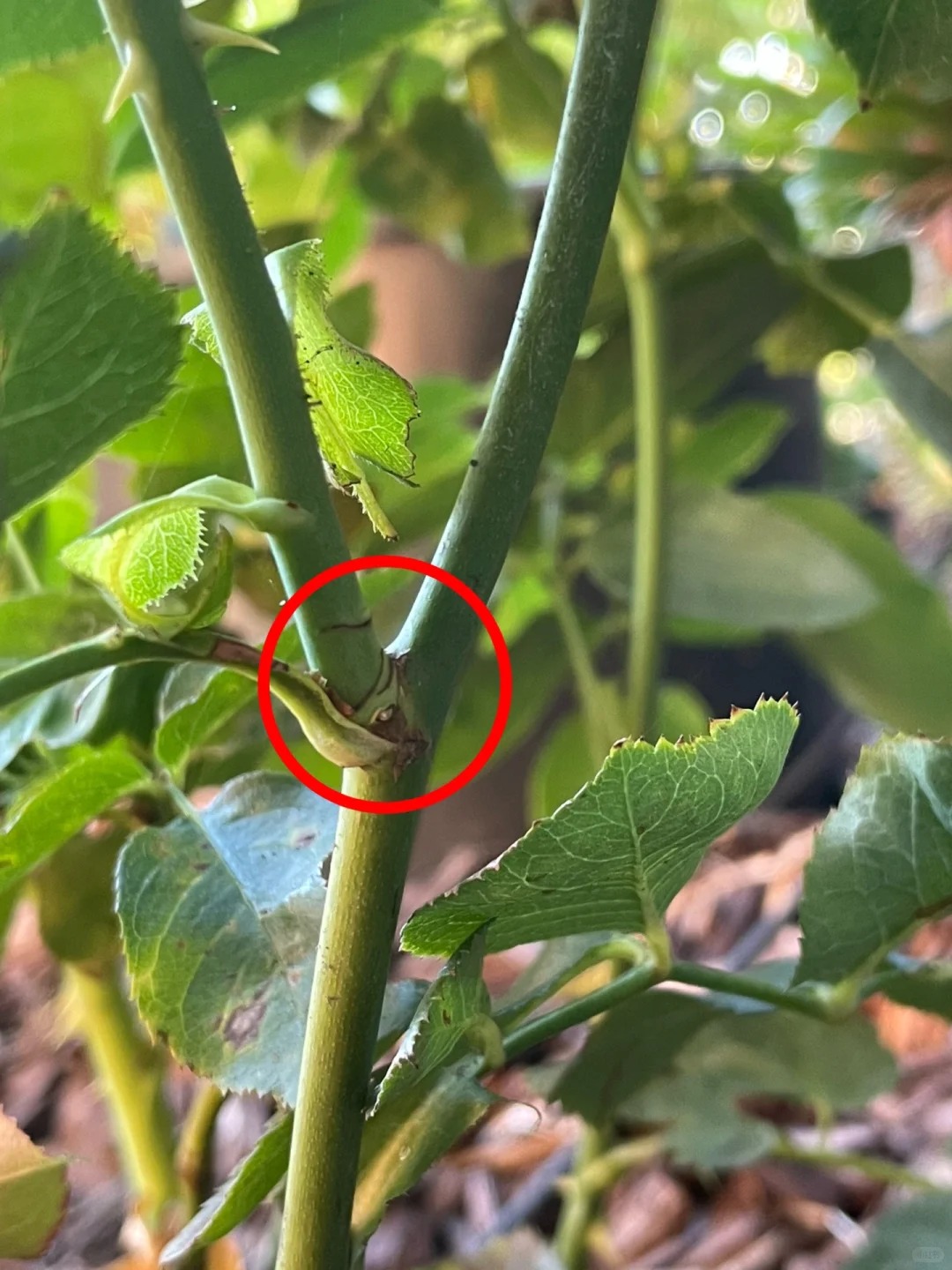 Trồng giâm cành hoa hồng thành công cho người mới: Dùng cành già dễ ra rễ hơn bạn nghĩ- Ảnh 2.