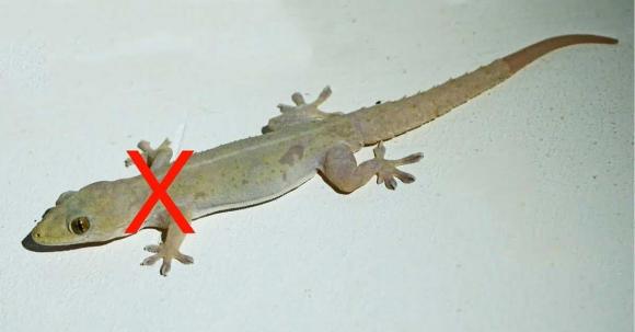 thạch sùng, đuổi thạch sùng, thach sung