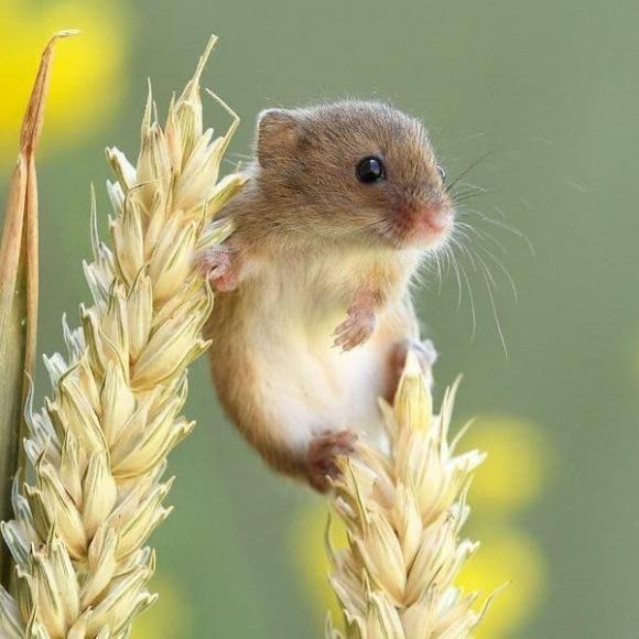 Tử vi, con giáp, tử vi hàng ngày, tử vi ngày 12/10/2025