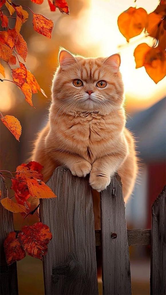 Tử vi, con giáp, tử vi hàng ngày, tử vi ngày 3/10/2025