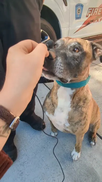 Chó nghịch dại pin, làm cháy nhà.png