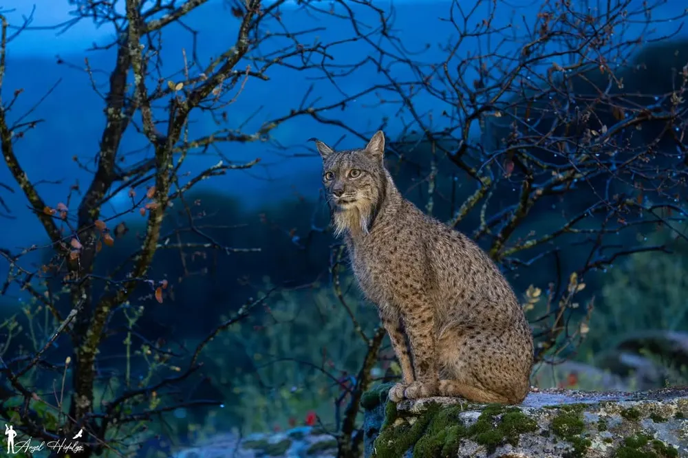 Linh miêu Iberia vùng Địa Trung Hải.jpg