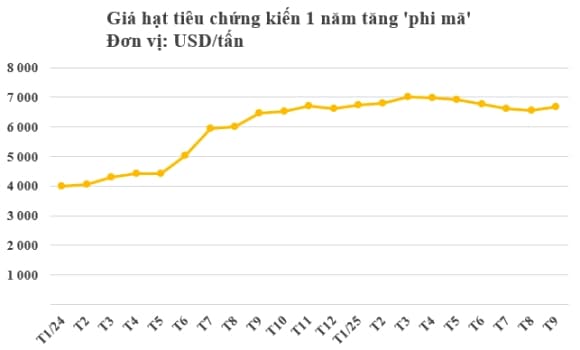 hạt tiêu, hồ tiêu, xuất khẩu, Mỹ