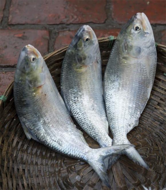 Vua cá sông Hậu, cá cháy, Trà Ôn