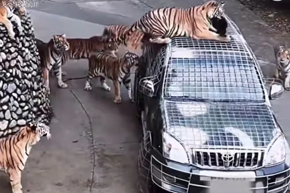 Vườn thú tìm người có tinh thần thép cho hổ ăn, lương 185 triệu đồng/tháng - 1