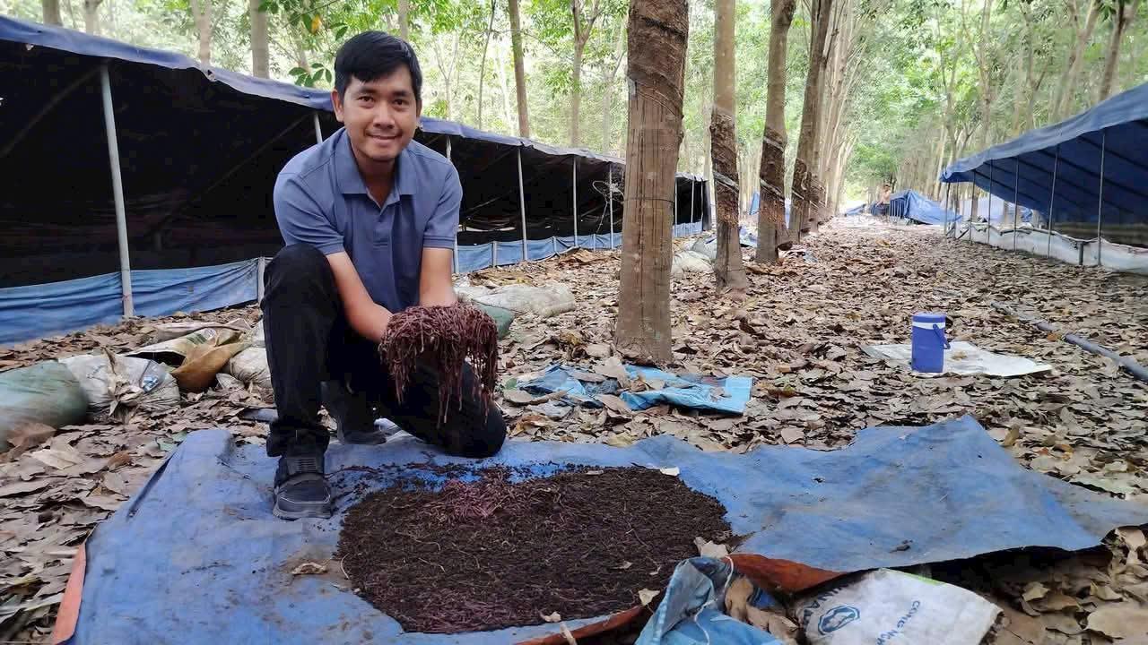 Vương trùn quế 1 Vương trùn quế - Ảnh 1.