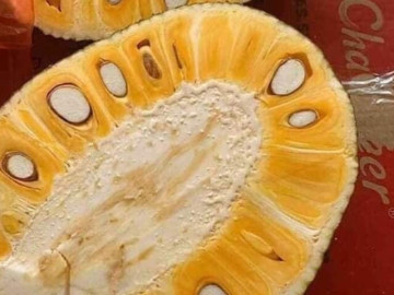 Bị nhựa mít dính vào tay cứ dùng 5 thứ này chà nhẹ là nhựa bong hết sạch, tha hồ bổ nhiều lần