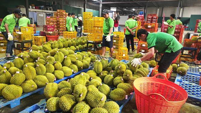 Xuất khẩu đón sóng thị trường tỉ dân - Ảnh 1. Xuất khẩu đón sóng thị trường tỉ dân - Ảnh 1.