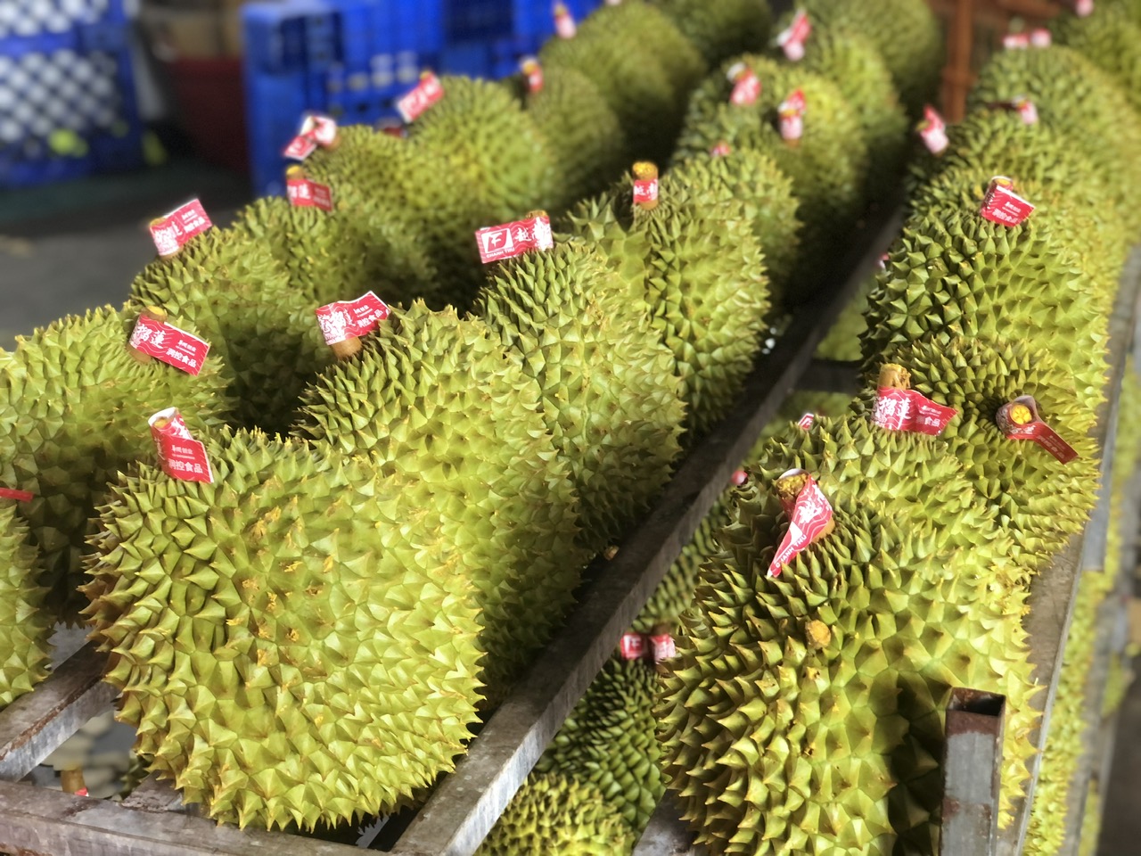 Xuất khẩu sầu riêng bị gián đoạn, Chính phủ yêu cầu làm rõ trách nhiệm 1 Chính phủ yêu cầu làm rõ trách nhiệm vì để xuất khẩu sầu riêng gián đoạn - Ảnh 1.