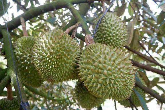 Xuất khẩu sầu riêng lại gặp khó- Ảnh 1.