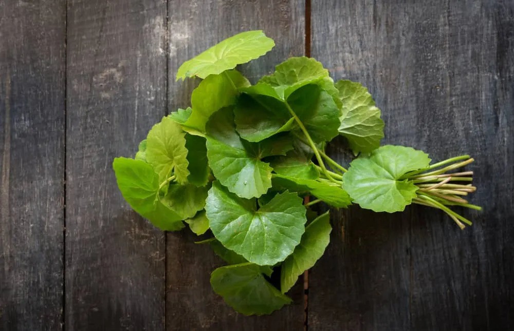 10 tác dụng thần kỳ của "thảo dược trường thọ" mọc trong vườn nhà - 1