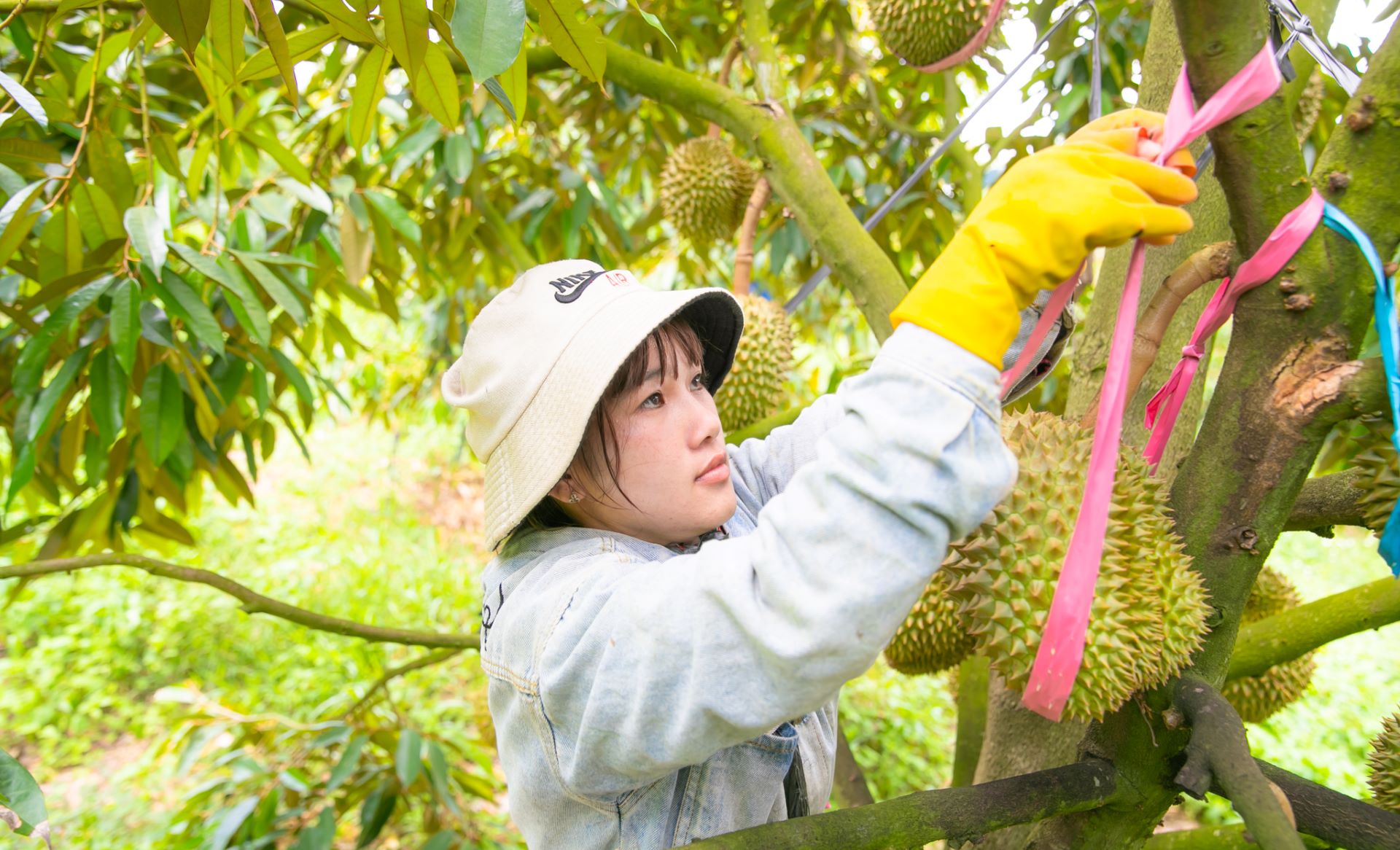 Bầu Đức và HAGL: Hành trình tái cấu trúc thành công trong kinh tế Việt Nam - Ảnh 4.