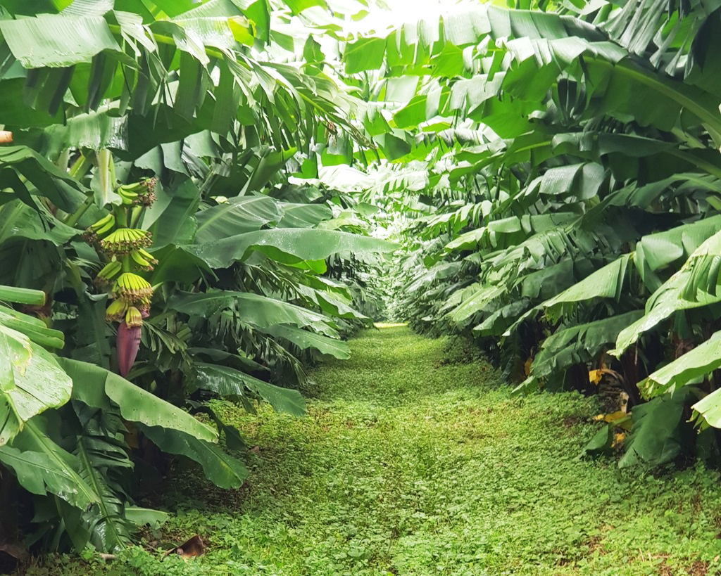 Bầu Đức và HAGL: Hành trình tái cấu trúc thành công trong kinh tế Việt Nam - Ảnh 9.