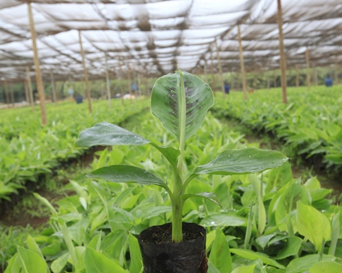 Bầu Đức và HAGL: Hành trình tái cấu trúc thành công trong kinh tế Việt Nam - Ảnh 10.