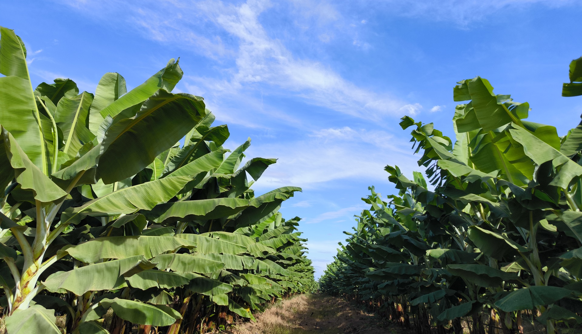 Bầu Đức và HAGL: Hành trình tái cấu trúc thành công trong kinh tế Việt Nam - Ảnh 11.