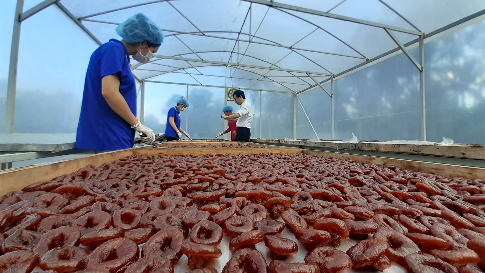 Người phụ nữ đưa mận trắng thành món mứt ‘trứ danh’  miền Tây - Ảnh 2.