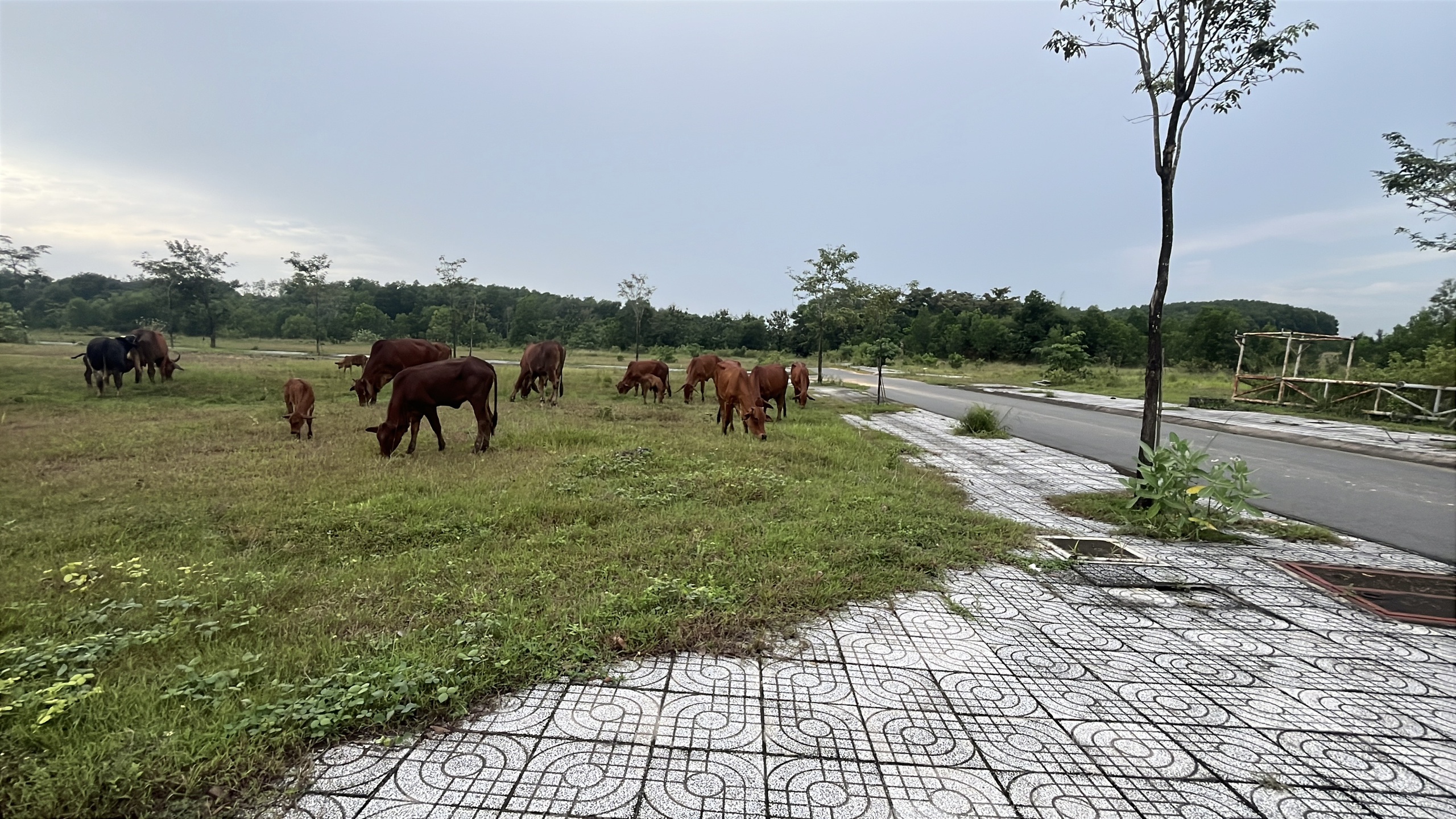 Khu dân cư PNR Estella ở Đồng Nai bị kết luận sai phạm nghiêm trọng - Ảnh 10.