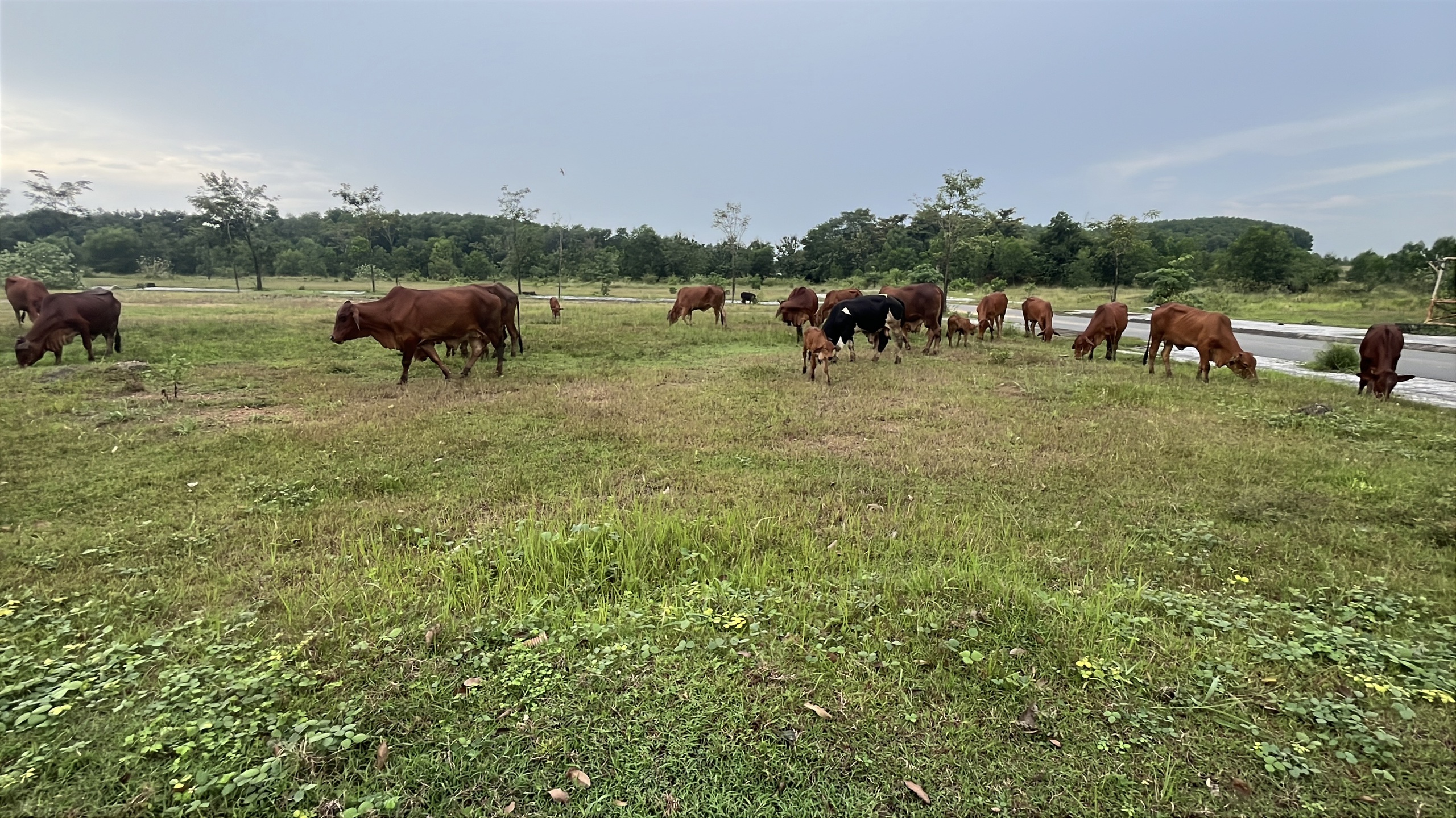 Khu dân cư PNR Estella ở Đồng Nai bị kết luận sai phạm nghiêm trọng - Ảnh 11.