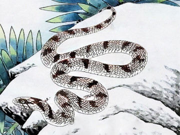 4 con giáp cuối năm đổi vận, năm sau phát tài 5 4 con giáp may mắn mà kín tiếng, trung niên giàu có ít ai sánh bằng