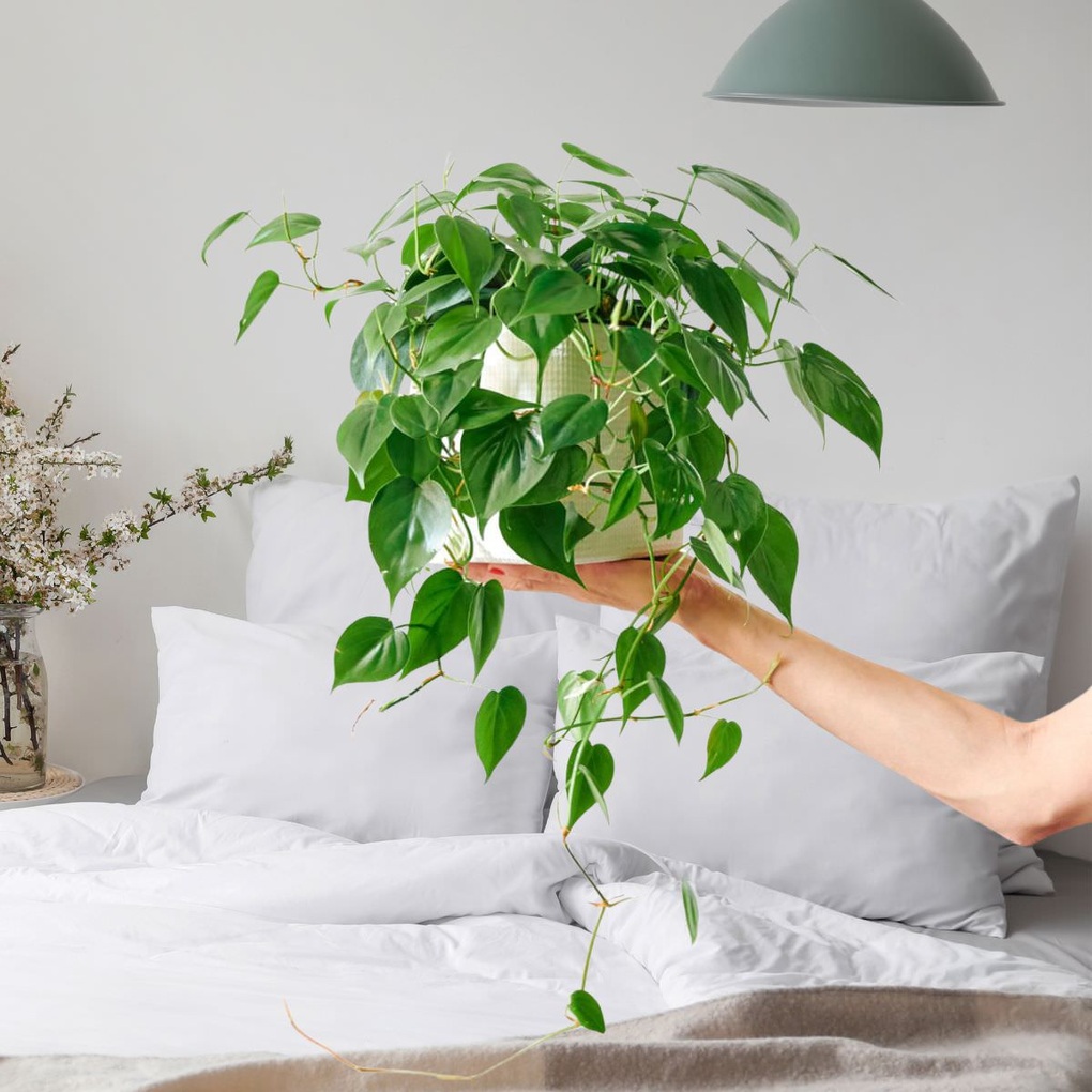 7 loại cây bạn nên đặt trong nhà để ngủ ngon, an thần và lọc khí - 4