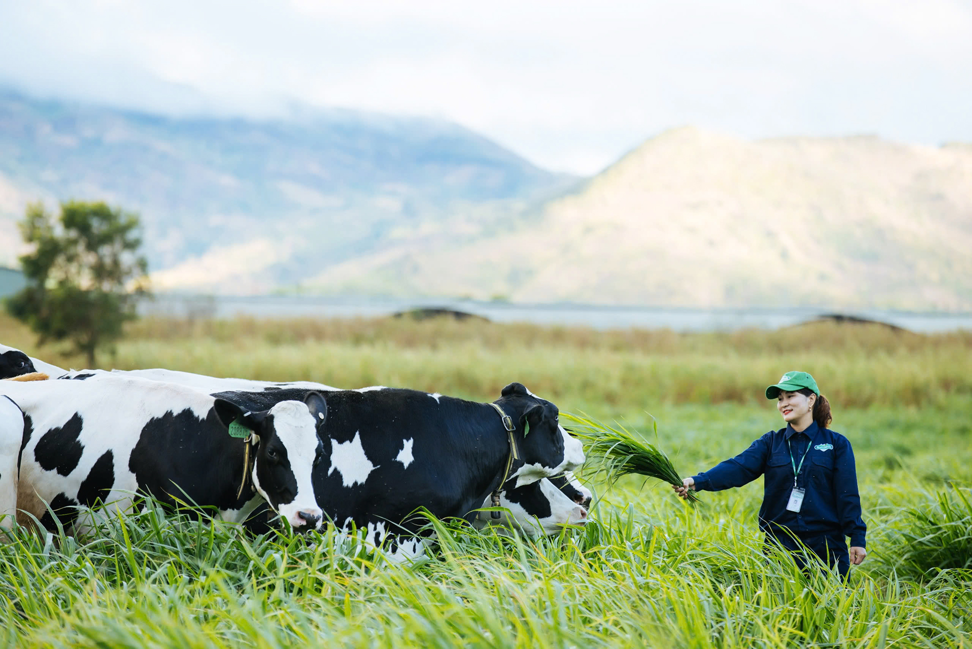 Chiến lược vươn mình của “ông lớn” sữa Việt - Ảnh 1.