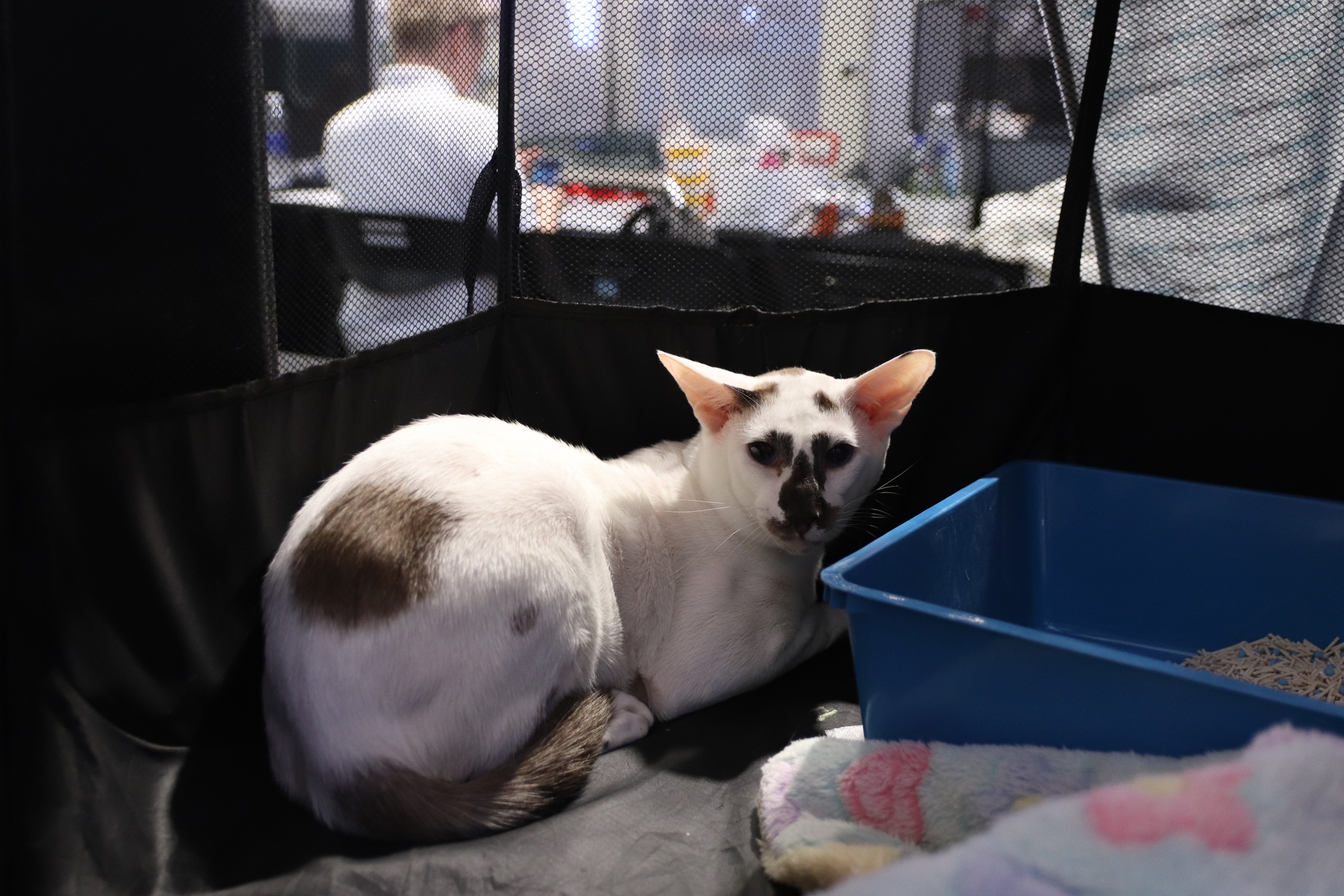 Chú mèo xấu nhất thế giới 'dắt' cả gia đình đến TP.HCM thi Hoa hậu mèo quốc tế Việt Nam 2025 6 mèo - Ảnh 6.