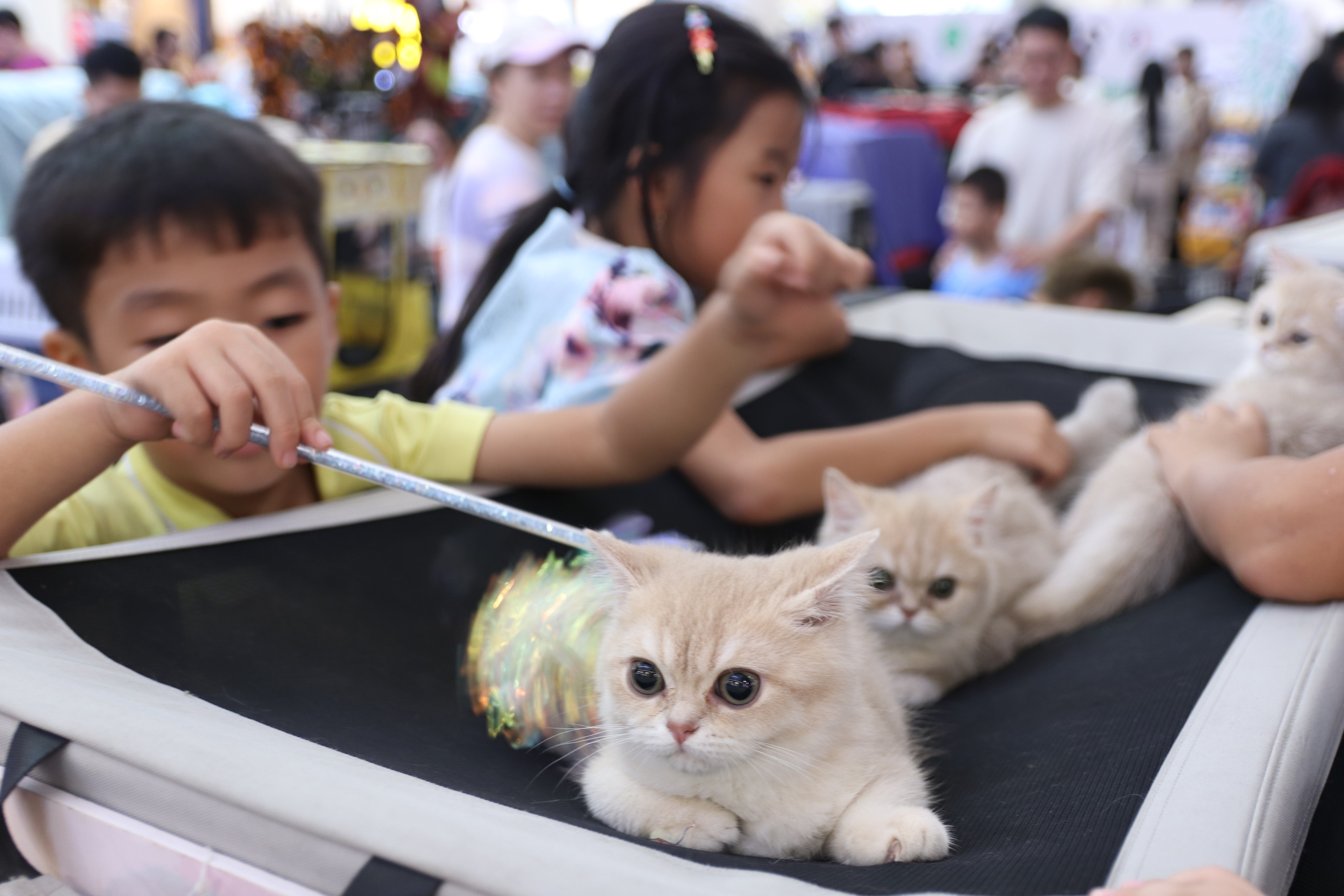 Chú mèo xấu nhất thế giới 'dắt' cả gia đình đến TP.HCM thi Hoa hậu mèo quốc tế Việt Nam 2025 5 mèo - Ảnh 5.