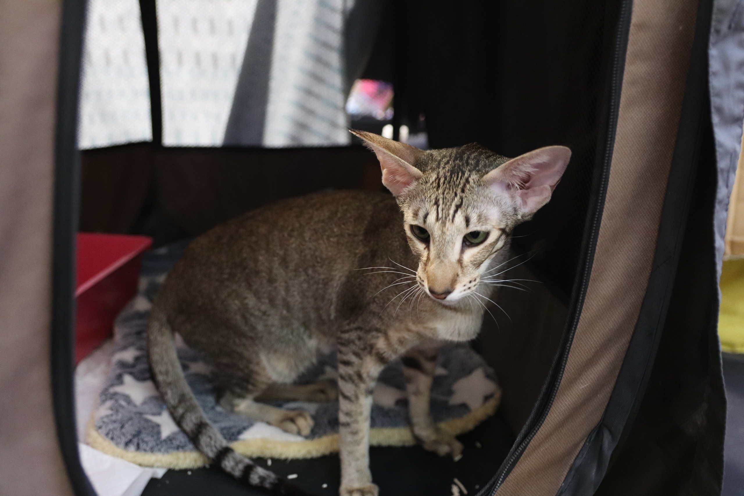 Chú mèo xấu nhất thế giới 'dắt' cả gia đình đến TP.HCM thi Hoa hậu mèo quốc tế Việt Nam 2025 7 mèo - Ảnh 7.