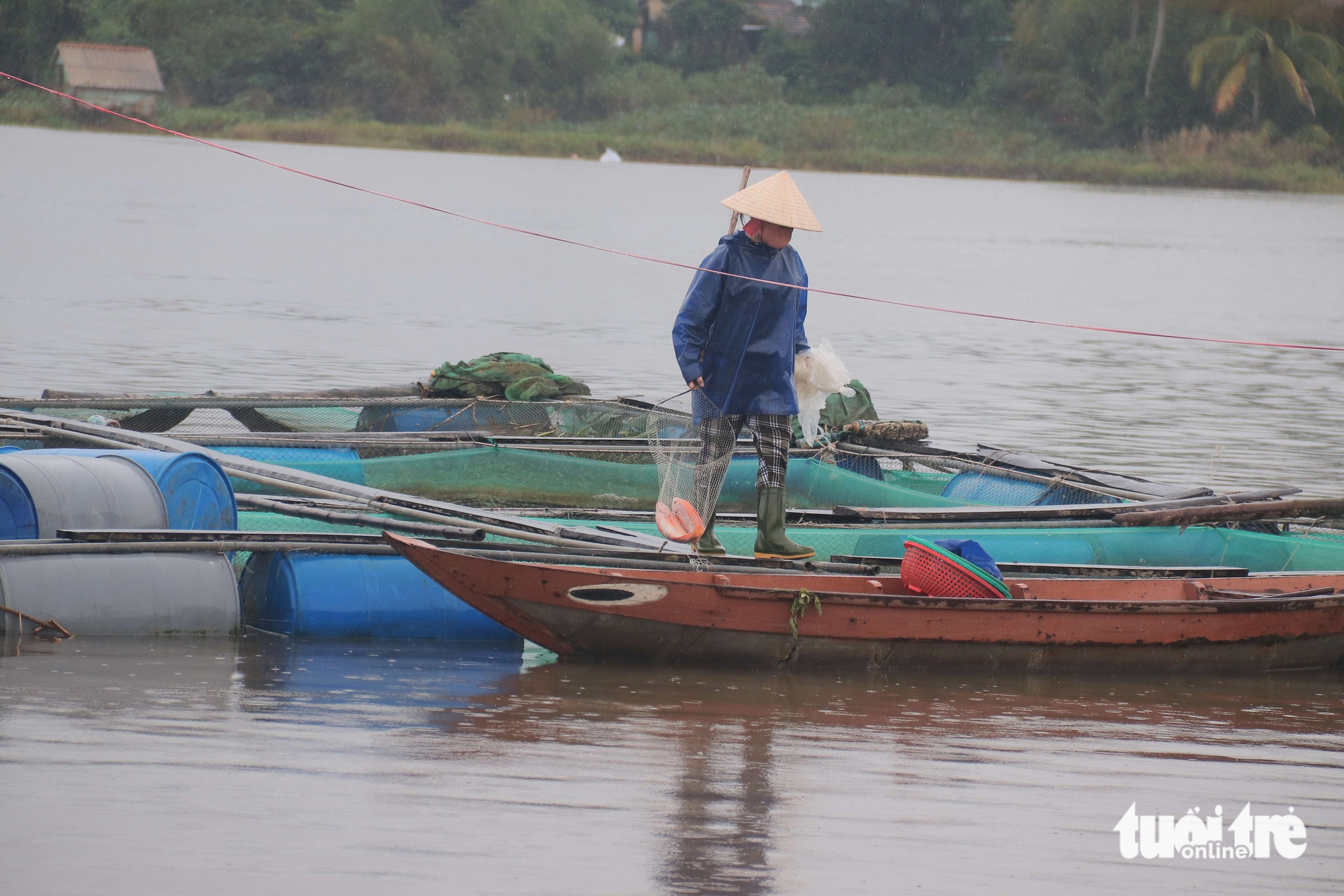 cá chết - Ảnh 3.